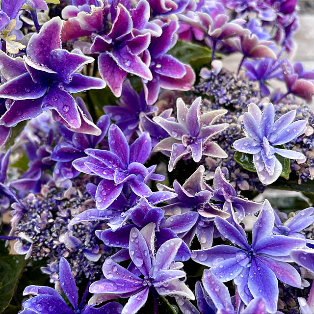 鉢植え/紫陽花/アジサイ/お花のある暮らし/寄せ植え初心者...などのインテリア実例 - 2021-05-10 23:04:56