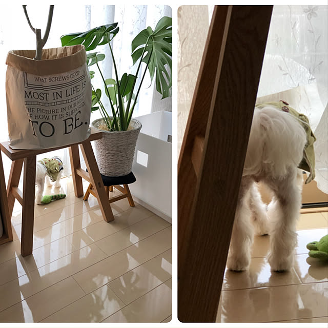 loliontoaliceveさんの実例写真