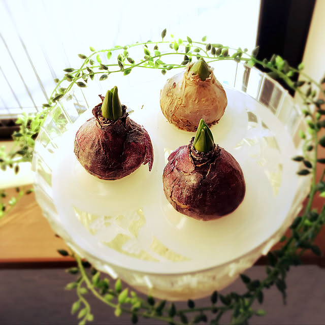 punknさんの実例写真