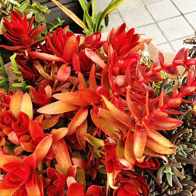 玄関/入り口/多肉植物のインテリア実例 - 2018-03-11 03:04:21