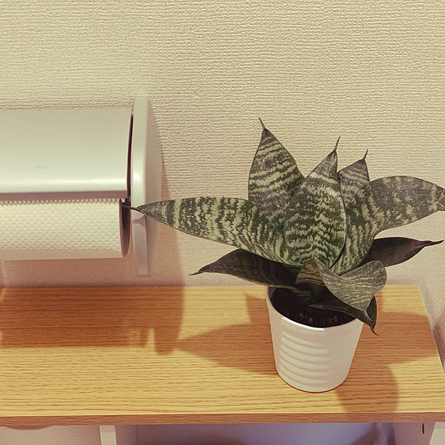 観葉植物/ニトリ/バス/トイレのインテリア実例 - 2022-01-12 15:51:24