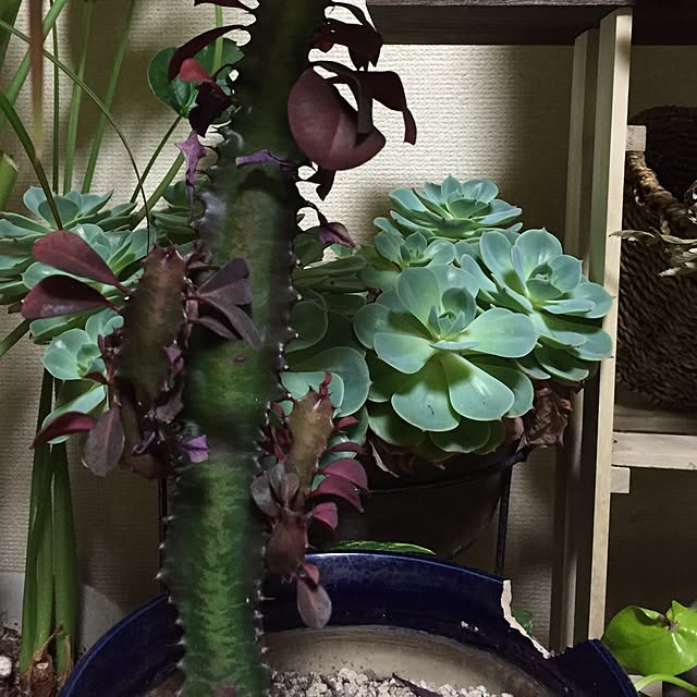 Norikoさんの実例写真