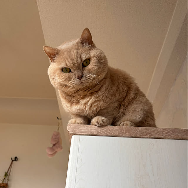 naokoさんの部屋