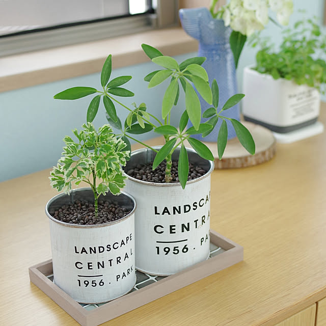 観葉植物 ポリシャスのおすすめ商品とおしゃれな実例