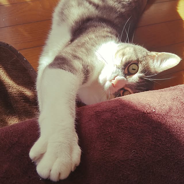 caffeineさんの実例写真