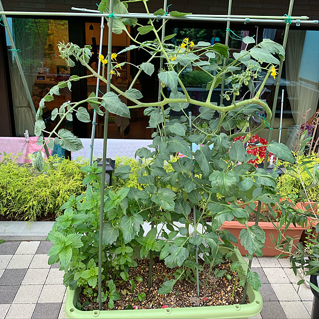 moomin_mamaさんの実例写真