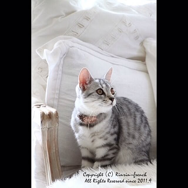 Rinrinfrenchさんの実例写真
