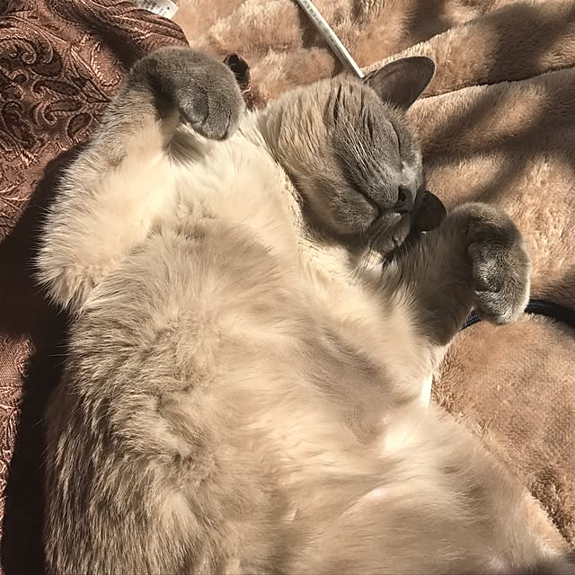 makikoさんの実例写真