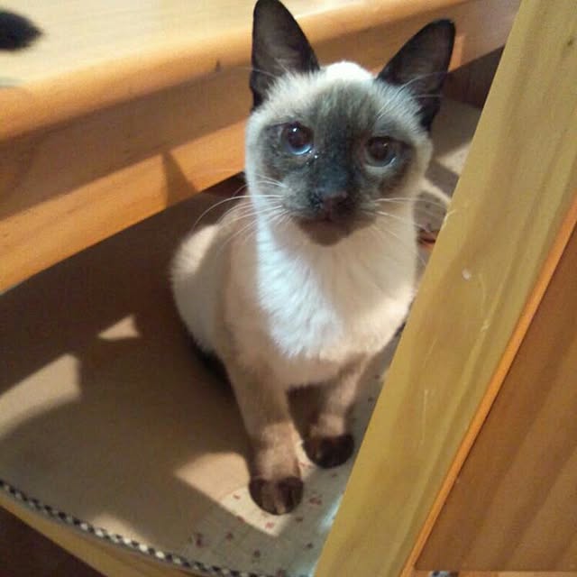 chatnoirさんの実例写真