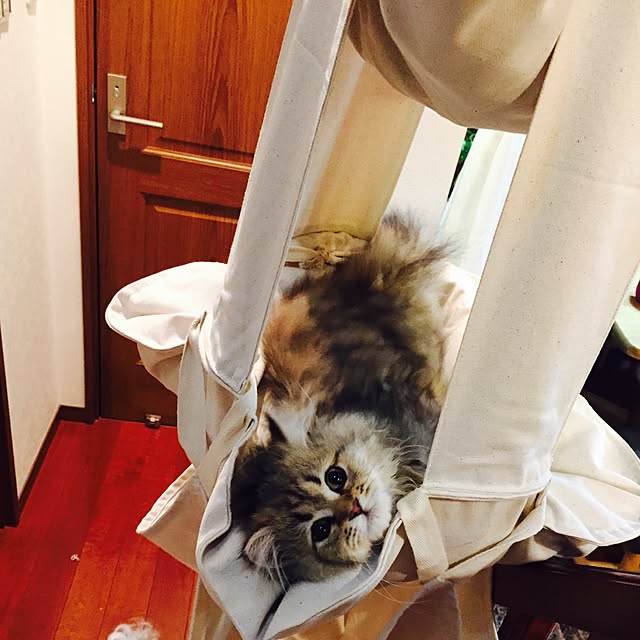 butachanさんの実例写真