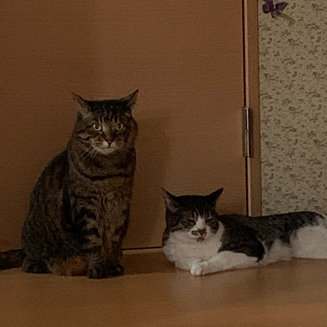 mohimikanさんの実例写真