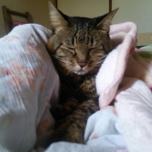kittenblueさんの実例写真