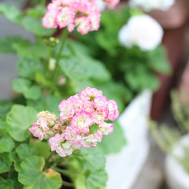rosemoire67さんの実例写真