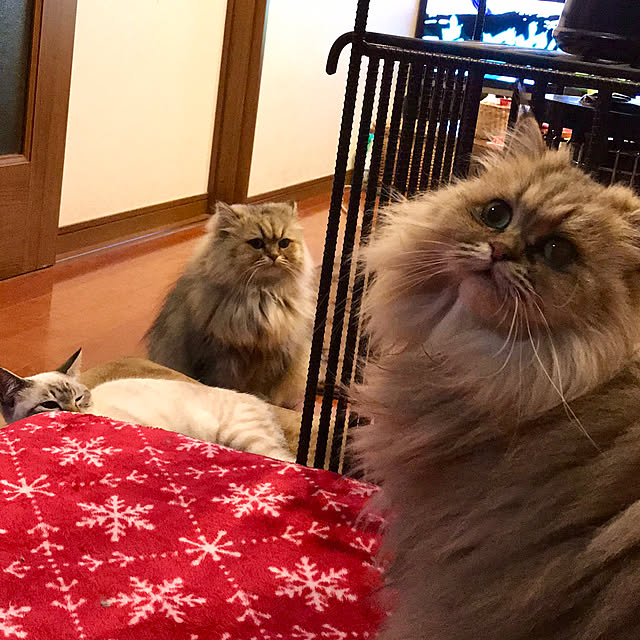 butachanさんの実例写真