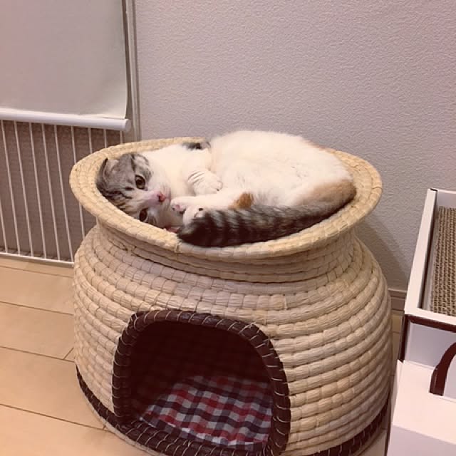 yokkochanさんの実例写真