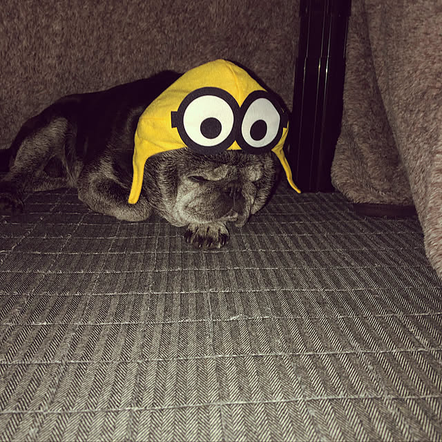 hi-さんの実例写真