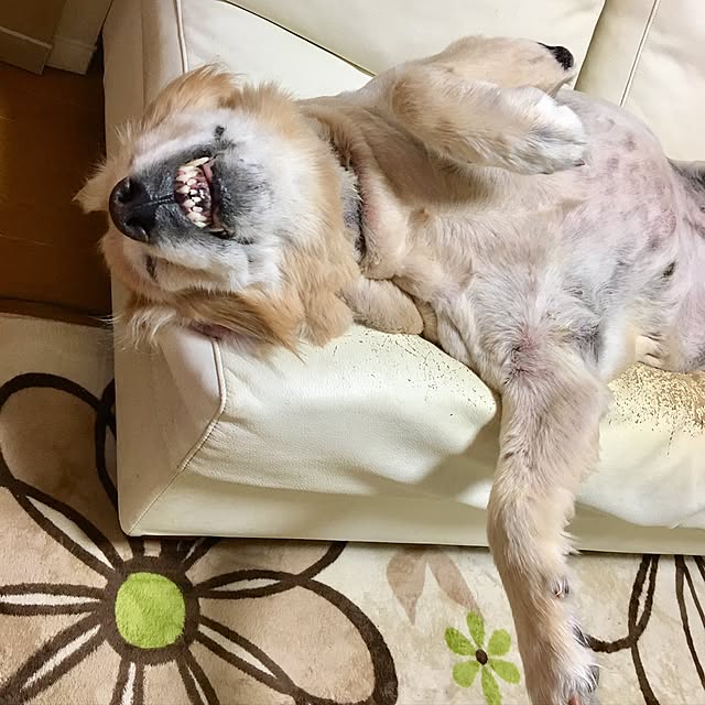 Poaluさんの実例写真