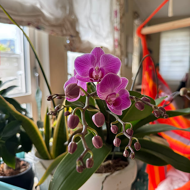 nekozo328さんの実例写真