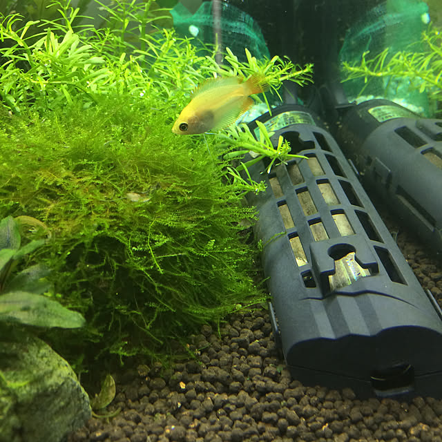 玄関/入り口/熱帯魚のインテリア実例 - 2017-09-05 11:42:18
