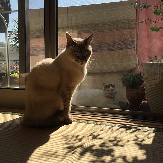 odekoさんの実例写真