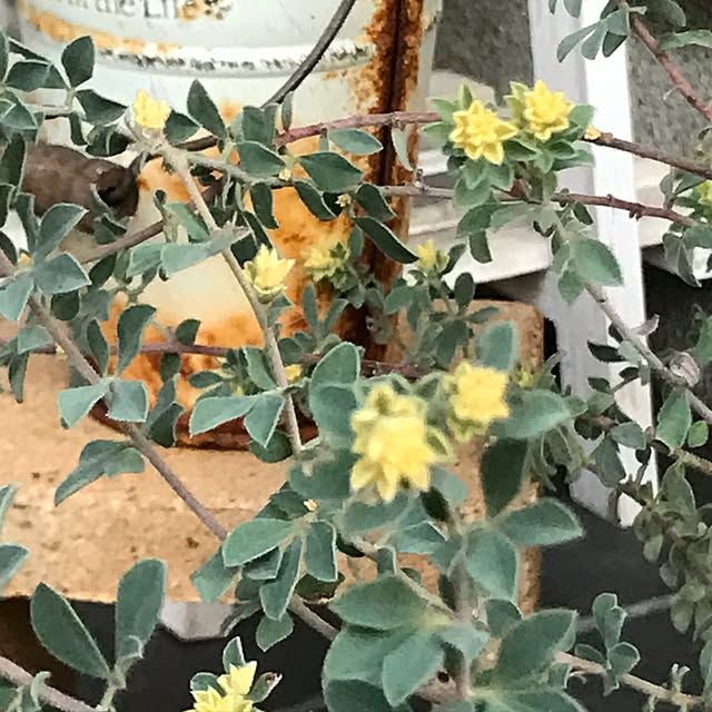 kokko3さんの実例写真