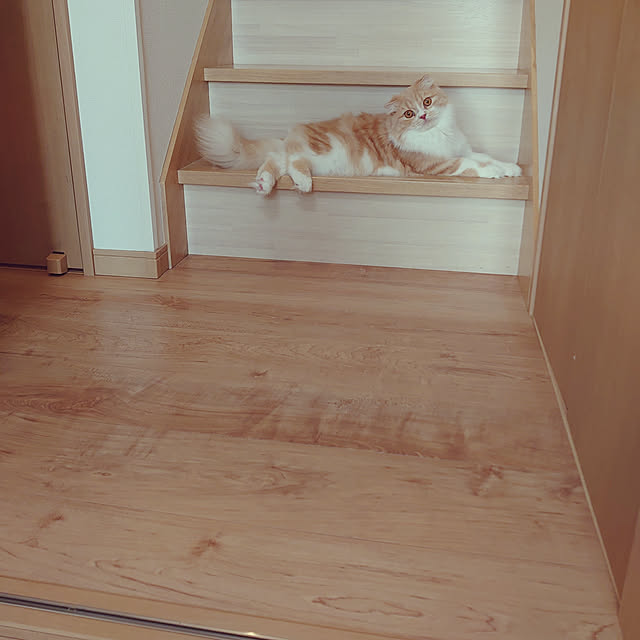 akkiiiさんの実例写真