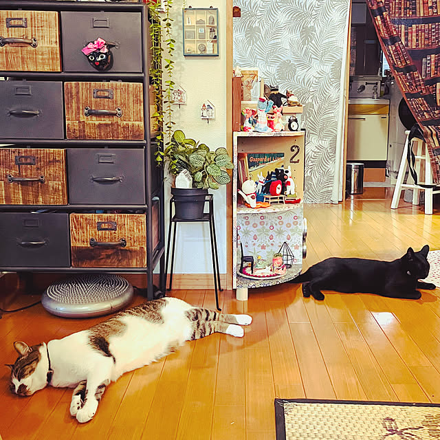 jijiさんの実例写真