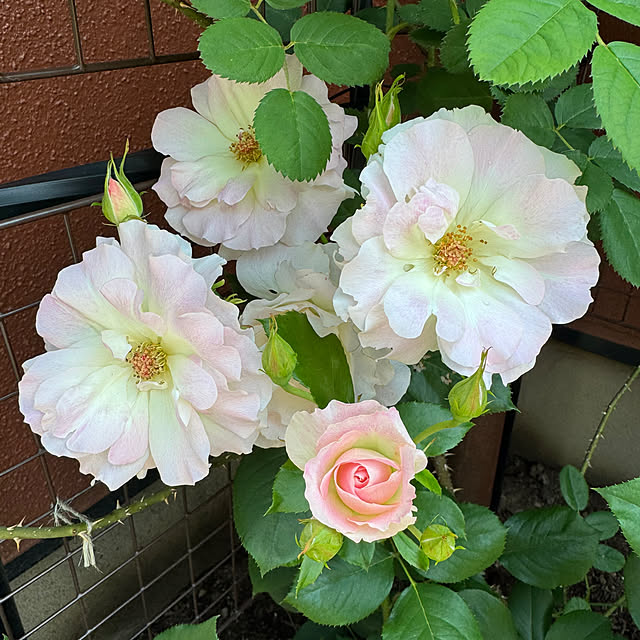 RoseLife5818さんの部屋