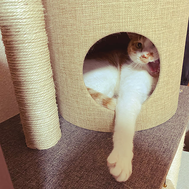 Jupetaさんの実例写真
