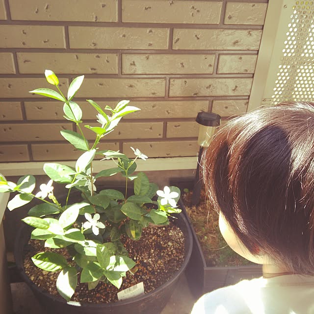 sunflowerさんの実例写真