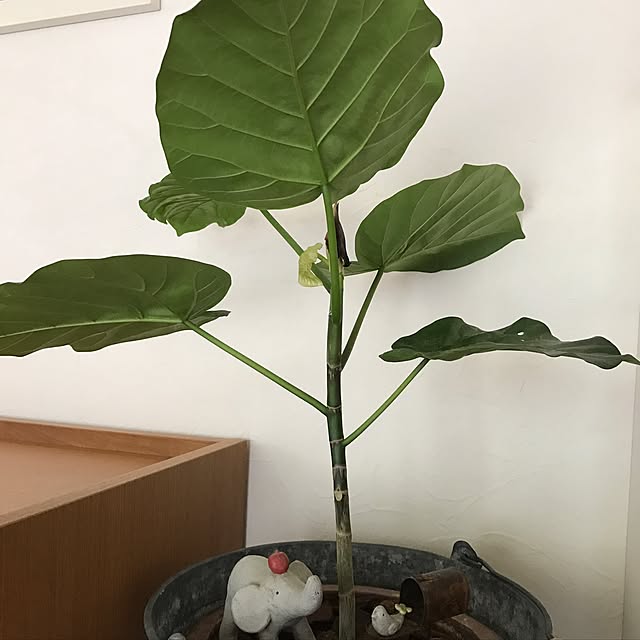 makkoさんの実例写真