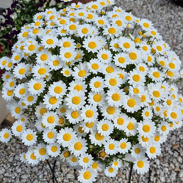 katieさんの実例写真