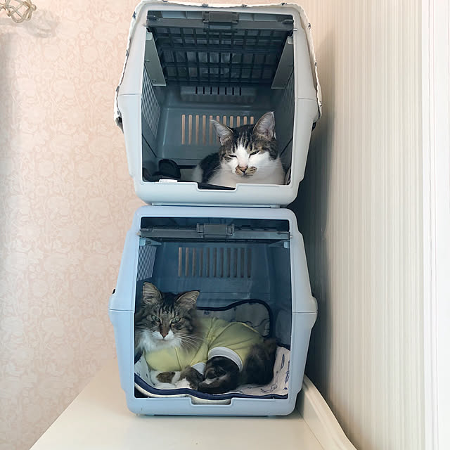 yuchiさんの実例写真