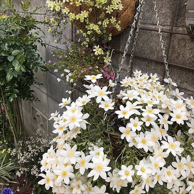 Mokoさんの実例写真