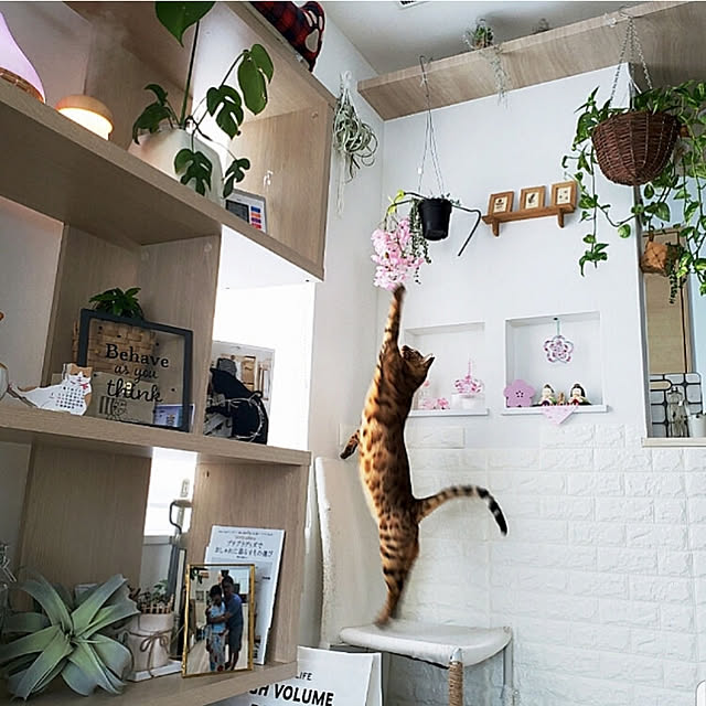 megu.catさんの実例写真