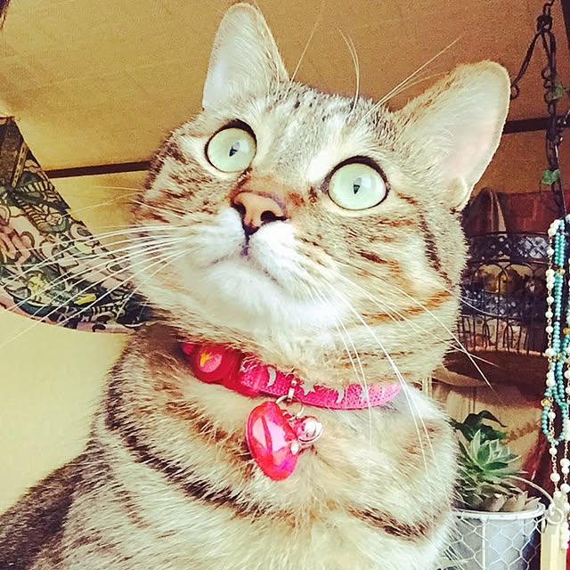 MASAさんの実例写真