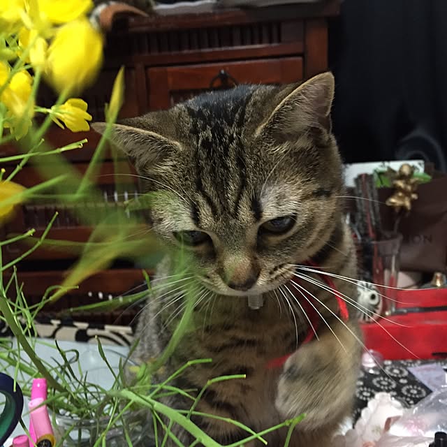 catwomanさんの実例写真
