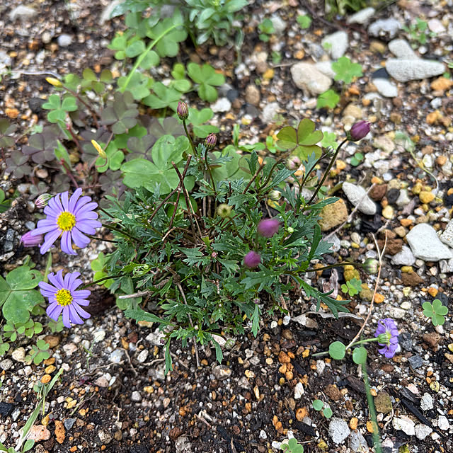 ritsukoさんの部屋