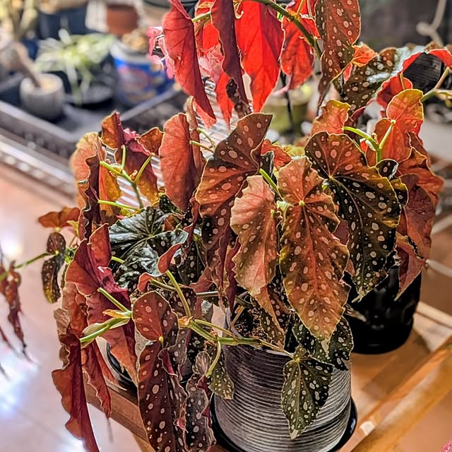 ot-gardenさんの部屋