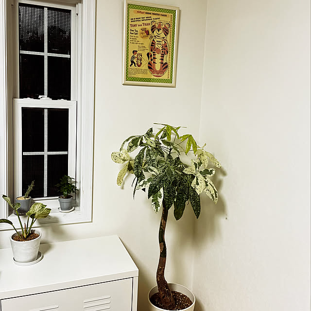 観葉植物/ナチュラル/IKEA/雑貨/100均...などのインテリア実例 - 2022-01-29 21:27:56