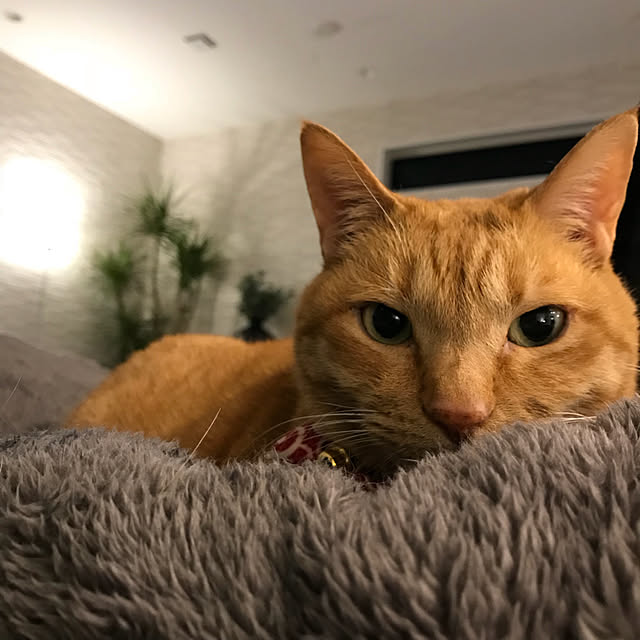 minakoさんの実例写真