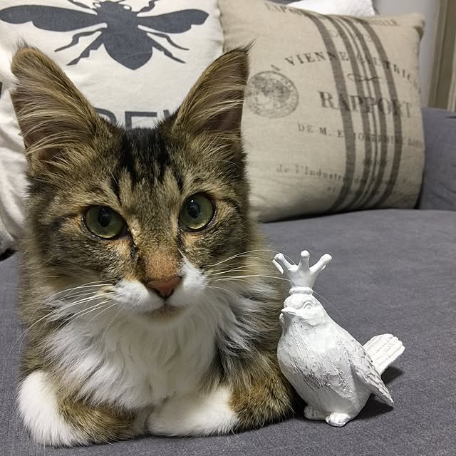 yuchiさんの実例写真