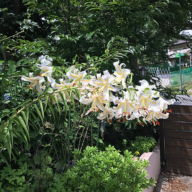 yokoさんの実例写真