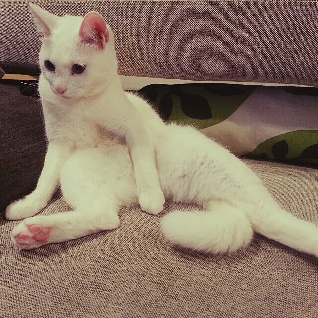 Tuuliさんの実例写真