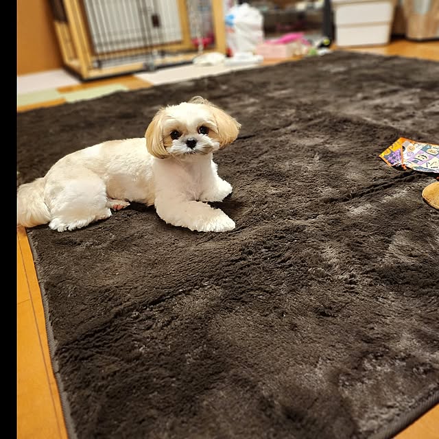 araaraさんの実例写真