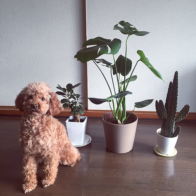 Chihiroさんの実例写真