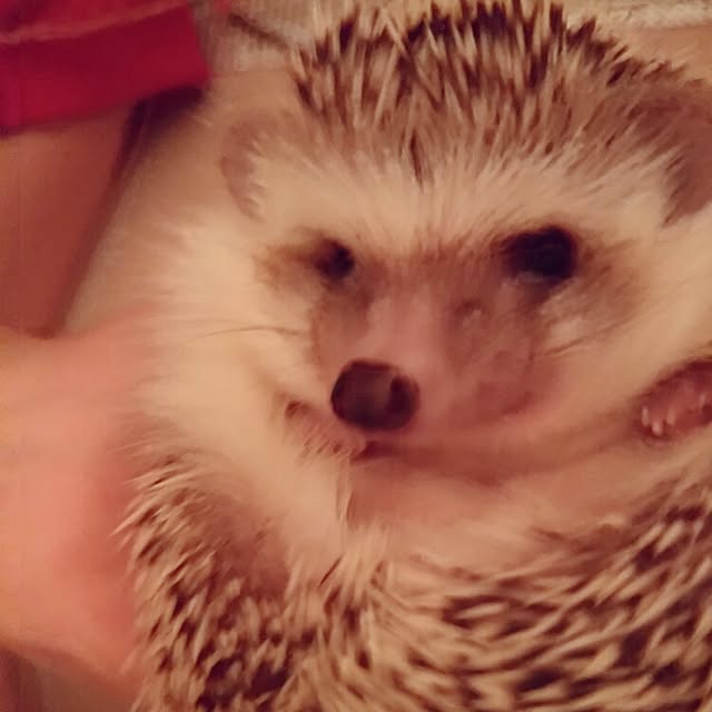 kuruさんの実例写真