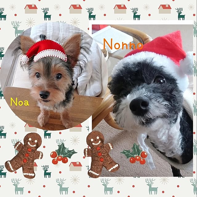 玄関/入り口/クリスマス/2024-12-26/RCの出会いに感謝♡/いいねありがとうございます♡...などのインテリア実例 - 2024-12-26 21:44:05