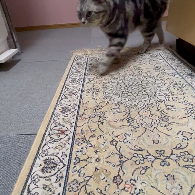 Kintaroさんの部屋