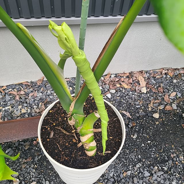 Rubiconさんの部屋